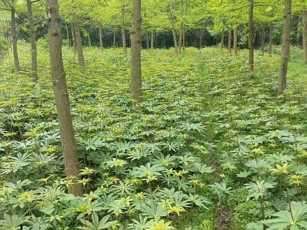 種藥材，闖過(guò)這三關(guān)你就可以等收豐收了